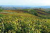 Vineyard in Župa